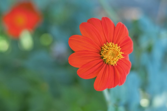 中国队包揽越野滑雪女子5公里（自由技术） 前三.